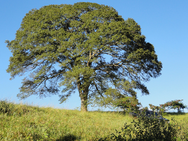 Stinking Toe Tree Photo