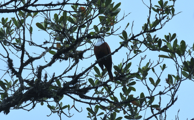 Three-wattled Bellbird Photo