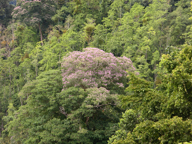 Árbol de Almendro Photo