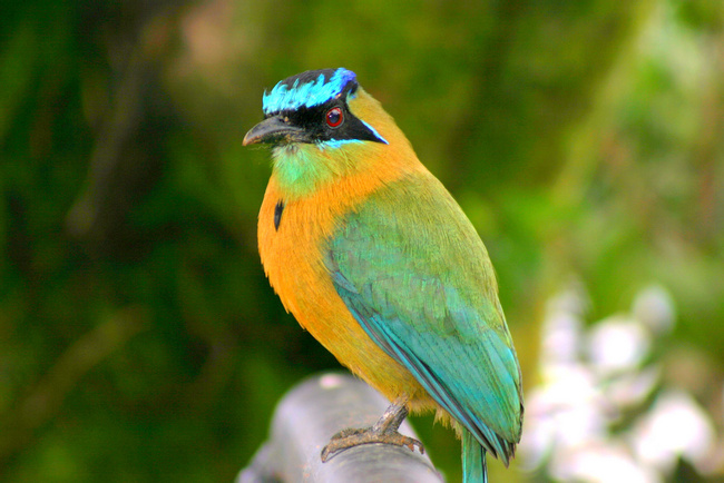 El Motmot  Photo