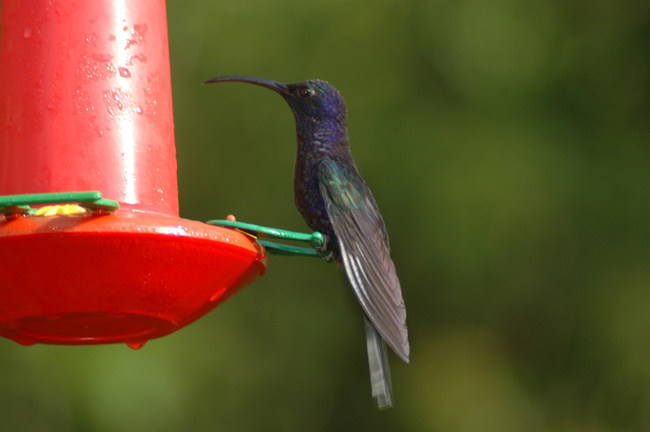 Violet Sabrewing Photo