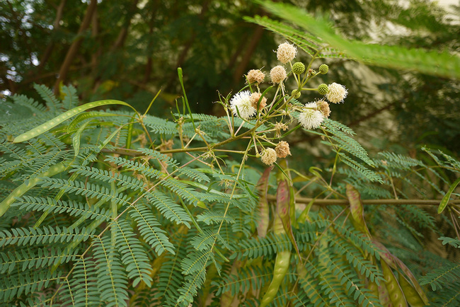 White Leadtree Photo