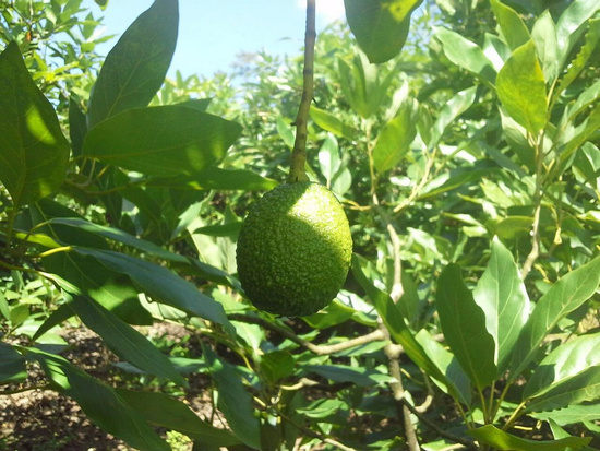 Avocado Tour at Paseo Las Nubes Photo