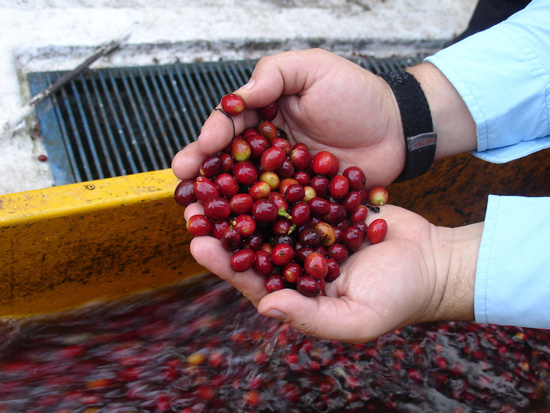 Coffee tour in Antigua Guatemala Photo