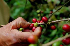 Tour por la Finca de Café Photo