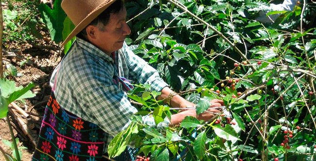 Tour de Café Atitlán Photo