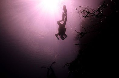 Menjangan Island Dive for Beginners Photo