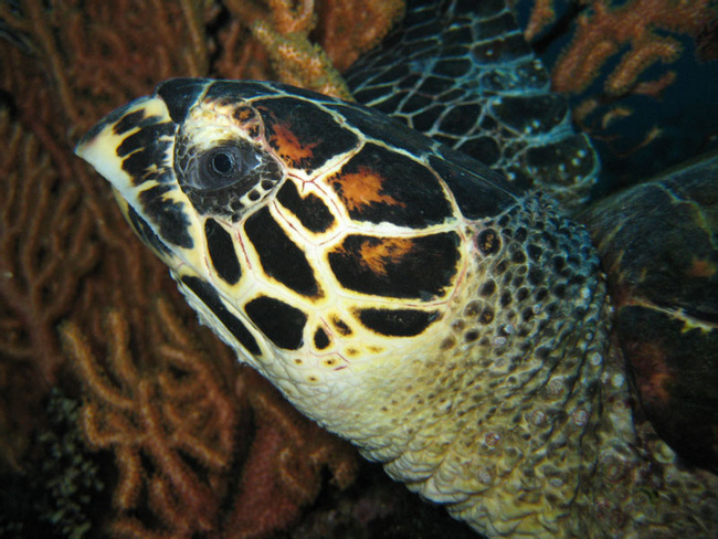 Diving in Nusa Penida Photo