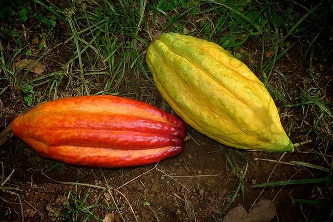 Pod Chocolate Factory - Chocolate Making Tour Photo