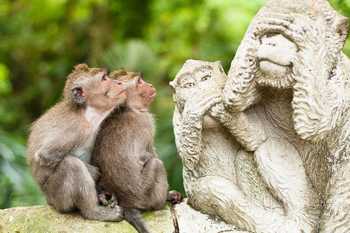 The Sacred Monkey Forest Sanctuary