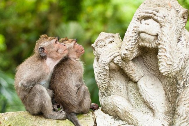 The Sacred Monkey Forest Sanctuary Photo