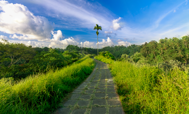 Ubud Nature Walk: Rice Field Trekking Photo