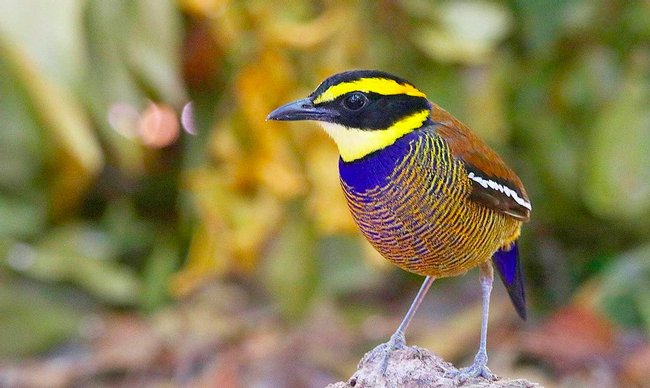 Bird Watching Tour in Ubud  Photo