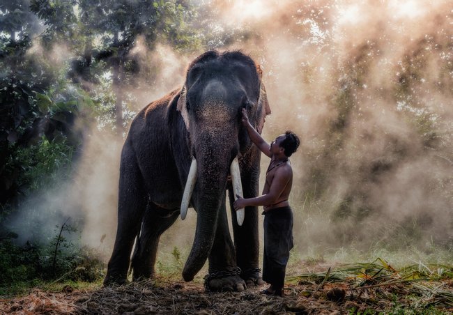 Green Hill Valley Elephant Camp Photo