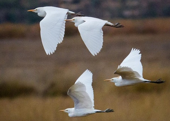 Birdwatching in Huacarpay Lagoon Half Day Photo