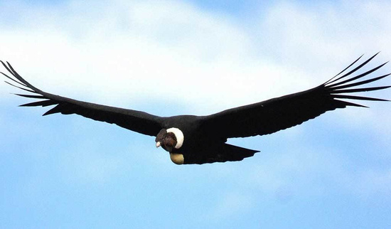 Condor Viewpoint at Chonta Photo