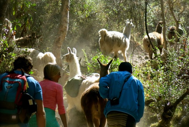 Full-Day Llama Pack Project Nature Tour Photo