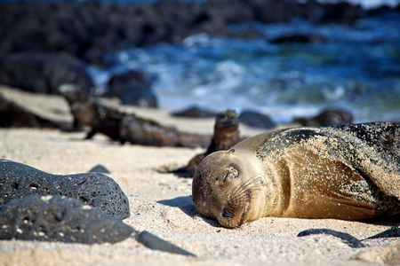 Galápagos Image