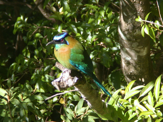 Mistico Hanging Bridges Regular Birdwatching Guided Tour Photo