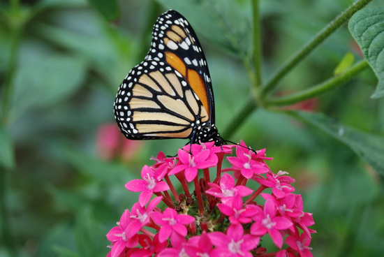 Butterfly Garden Photo