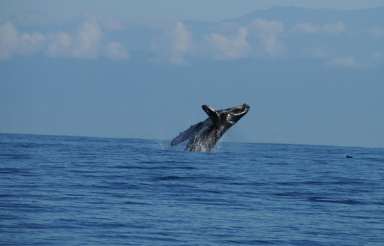 Whale Watching Tour Photo