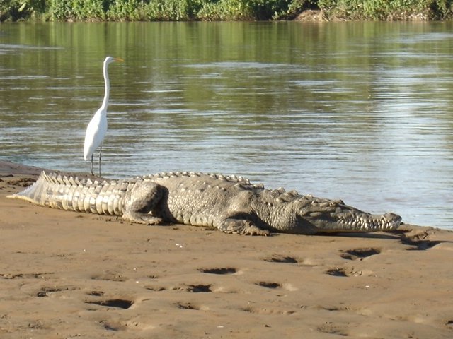 Excursión de Cocodrilos Photo