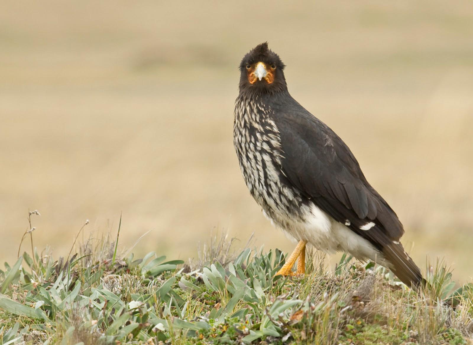 full-birding-tour-2-1-guango-lodge-quito-ecuador