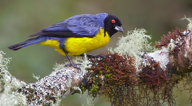 Birding Tour 2 day, 1 night Guango Lodge Photo