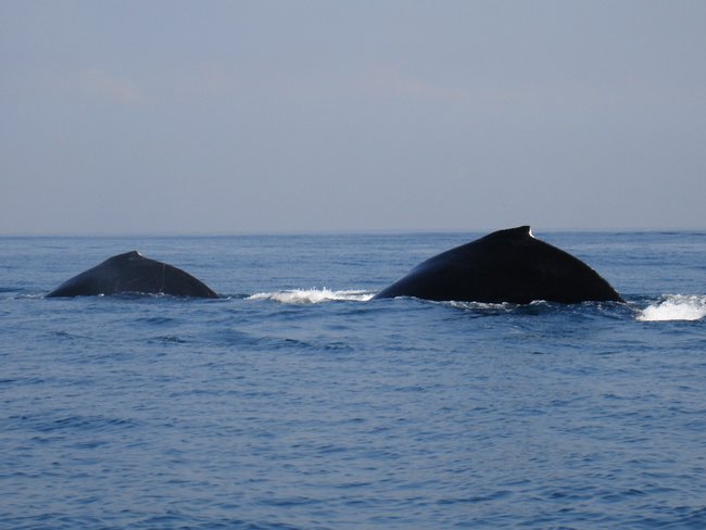 All-Day Pelagic Tour Photo