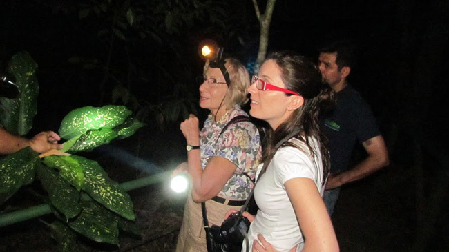 Amphibious Reptiles at Night Photo