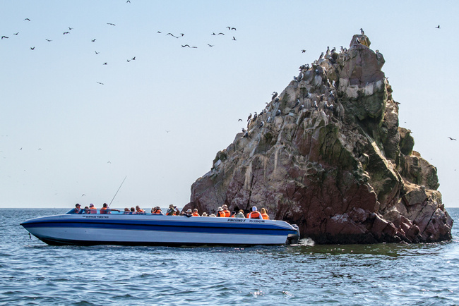 Ballestas Islands Boat Excursion Photo