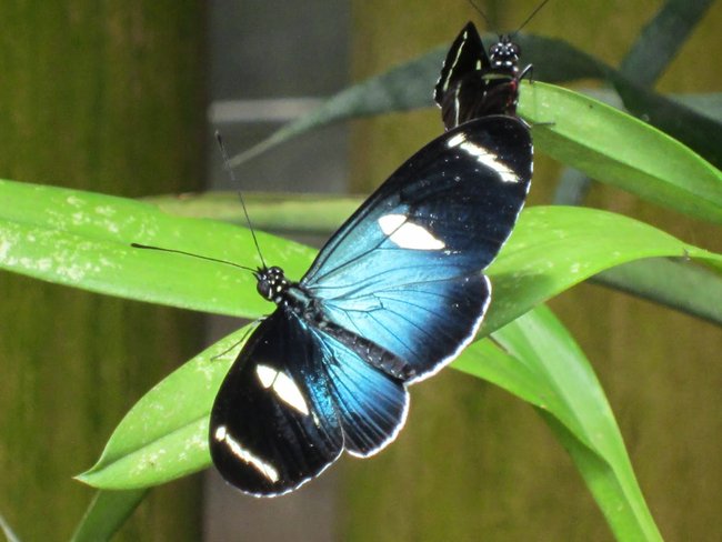 Barton Creek y Tour de Jardín de Mariposas Photo