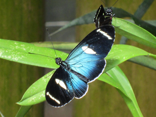 Barton Creek and Butterfly Farm Tour (GM) Photo