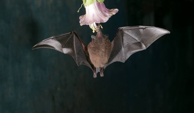 Monteverde Bat Jungle Photo