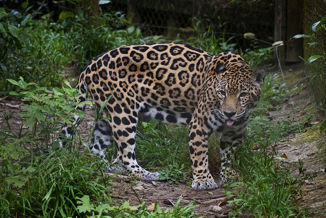 Zoológico de Belice Photo