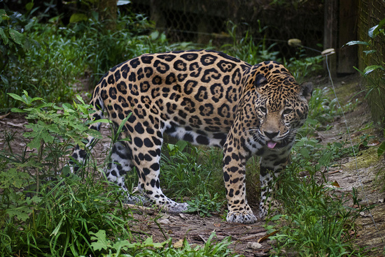 Cave Tubing and Belize Zoo (GM) Photo