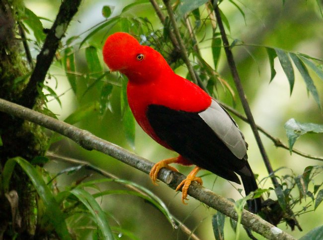 BIRD WATCHING TOUR REFUGIO DE PAZ Photo