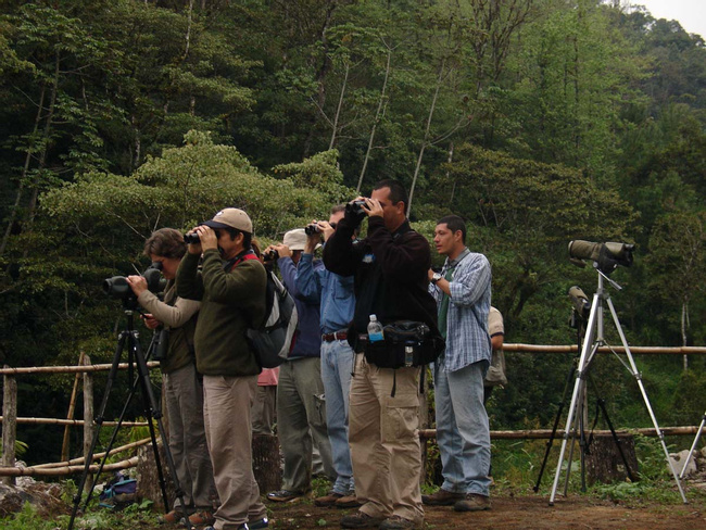 Birdwatching Antigua Photo