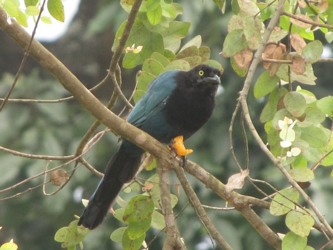 Observación de aves en Finca Filadelfia Photo