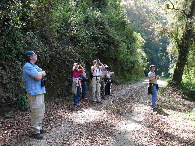 Birdwatching & Mountain Forest Walking Photo