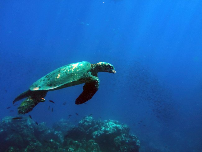 Tour de snorkel en Isla del Caño Photo