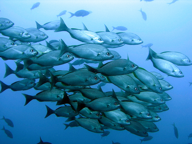 Caño Island Tour- Photo