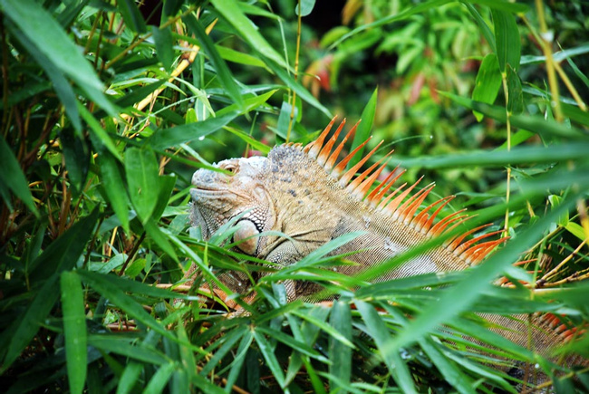 Cano Negro Wildlife Reserve Photo