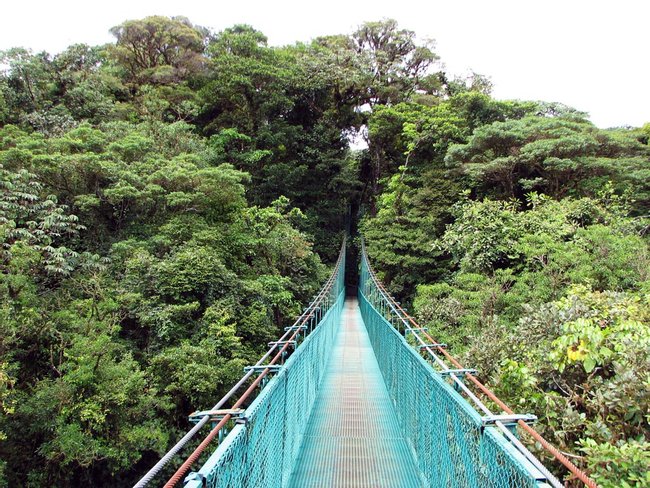 Tour de canopy Selvatura, puentes colgantes & Jardín de mariposas Photo