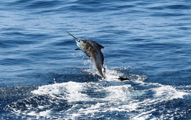 Caribbean Fishing Photo