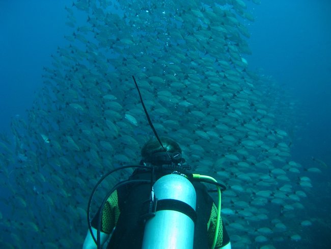 Catalina Islands Scuba Diving  Photo