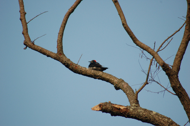 Search for The Bushy-Crested Jay in Cayala Park Photo