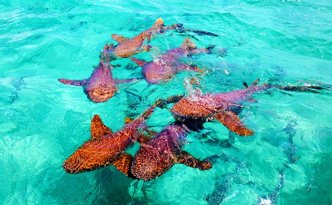 Navegación y Snorkelling en Cayo Caulker Photo