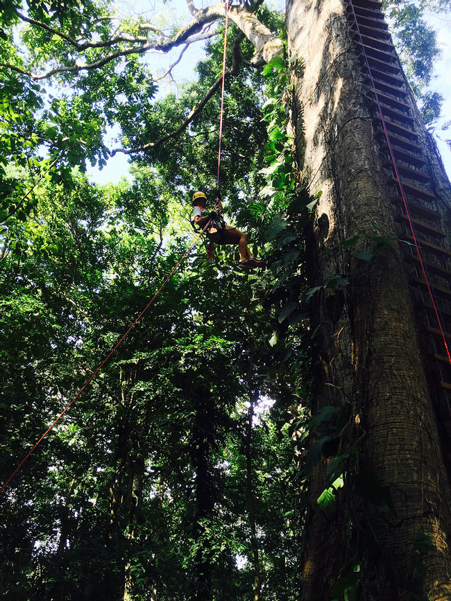 Ceiba Rappel Photo