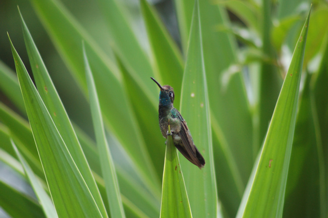 Cerro Alux and the Blue-throated Motmot Photo